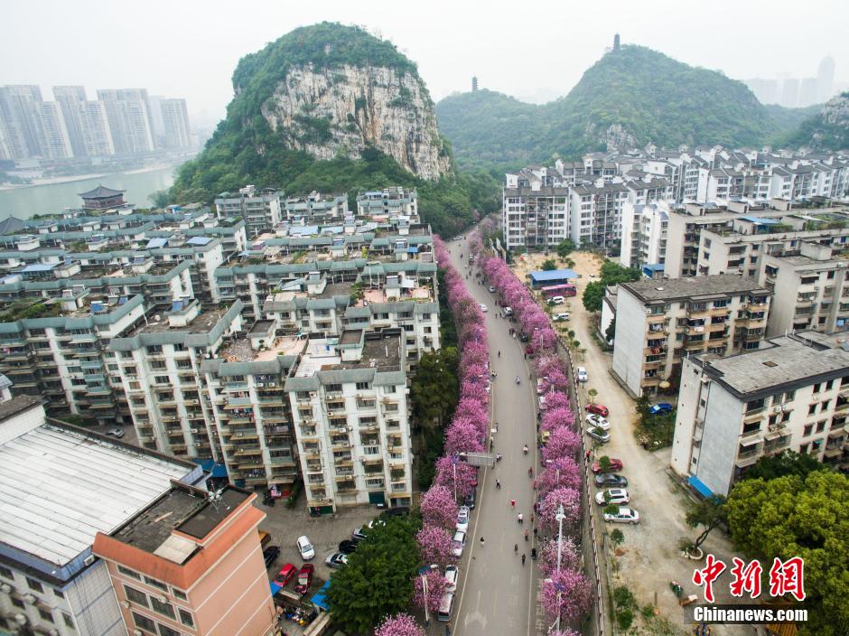 Blooming bauhinia flowers in Guangxi
