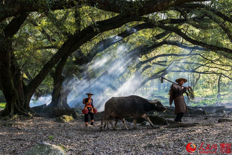 Spring scenery of Xiapu, SE China's Fujian 