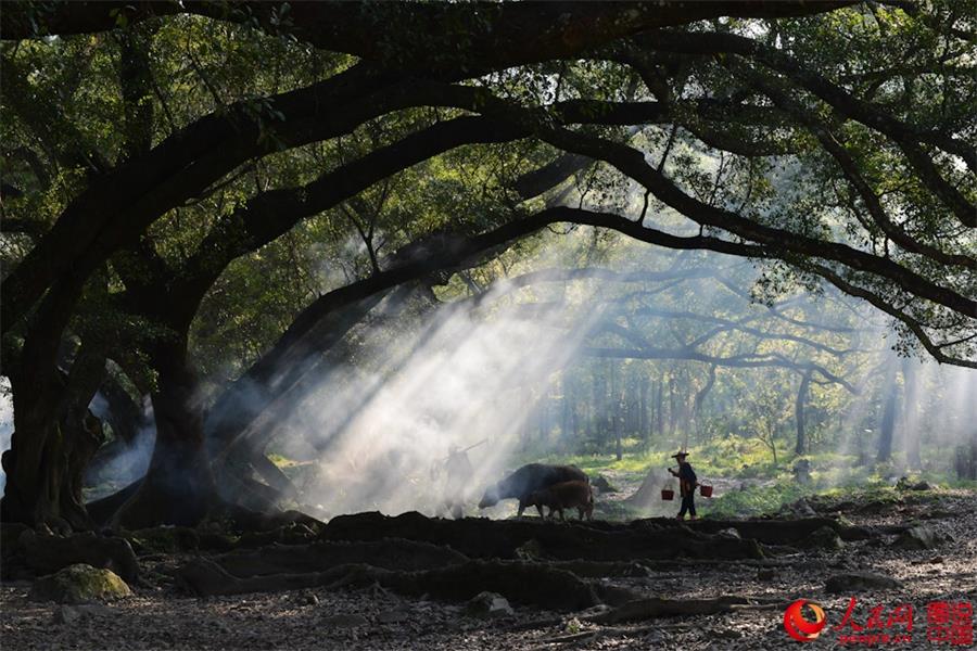 Spring scenery of Xiapu, SE China's Fujian 