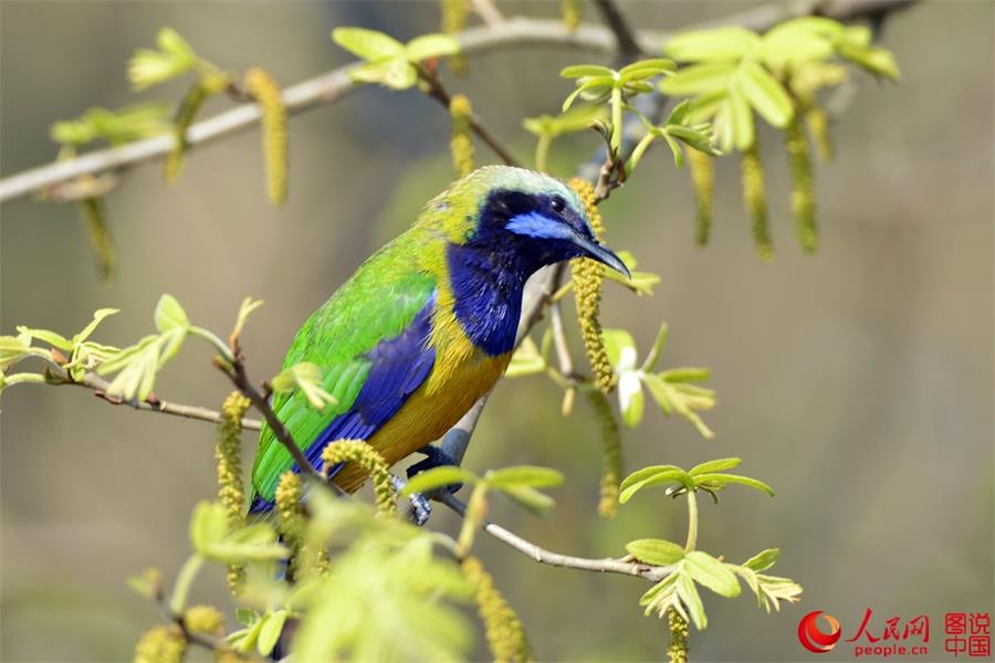 Spring scenery of Xiapu, SE China's Fujian 
