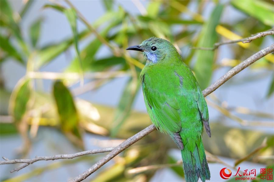 Spring scenery of Xiapu, SE China's Fujian 