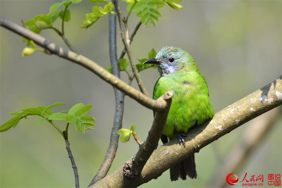 Spring scenery of Xiapu, SE China's Fujian 