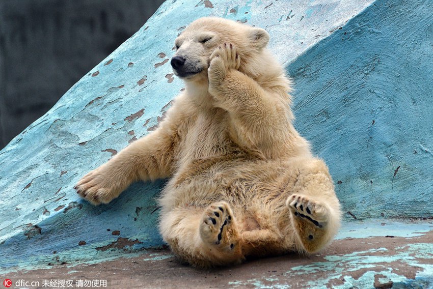 Adorable! Polar bear cub does Yoga at zoo, comes over all shy when realizing she’s being watched