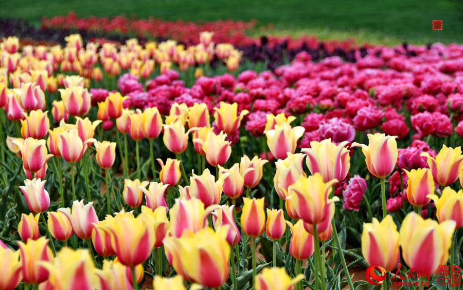 Intoxicating sea of tulip flowers in Luoyang
