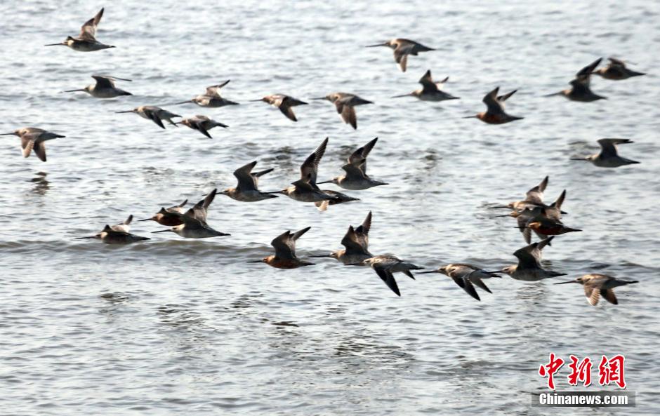 Thousands of water birds gathering in Yalu River
