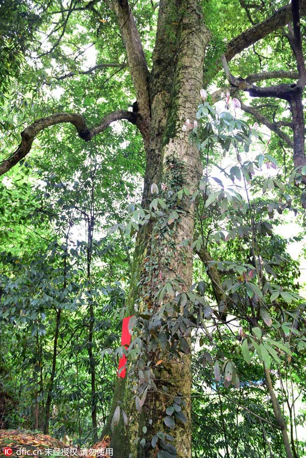 1,000-year-old Phoebe Zhennan found in Hubei