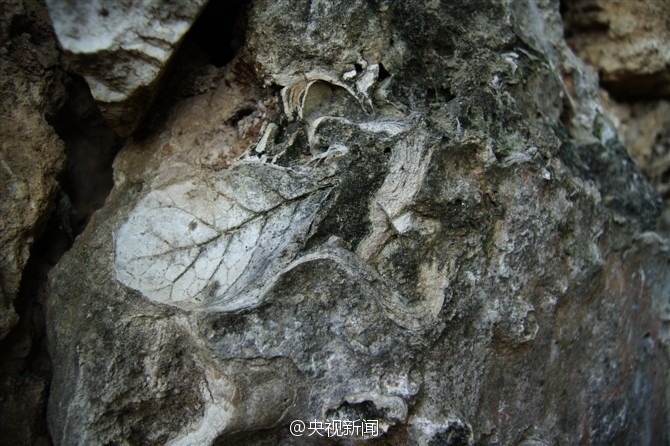 Ancient village with houses built with 375 million-year-old fossils 