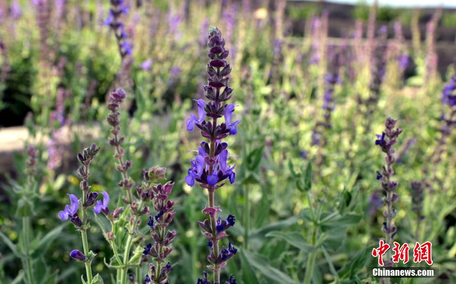 Desert plants blossom at world’s lowest botanical garden in NW China