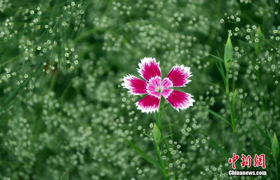 Desert plants blossom at world’s lowest botanical garden in NW China