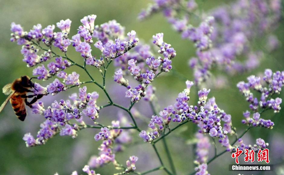 Desert plants blossom at world’s lowest botanical garden in NW China