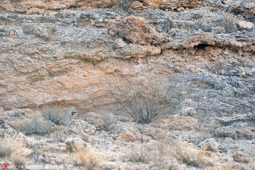 Master of disguise! Can you spot the leopard hiding in the pictures?