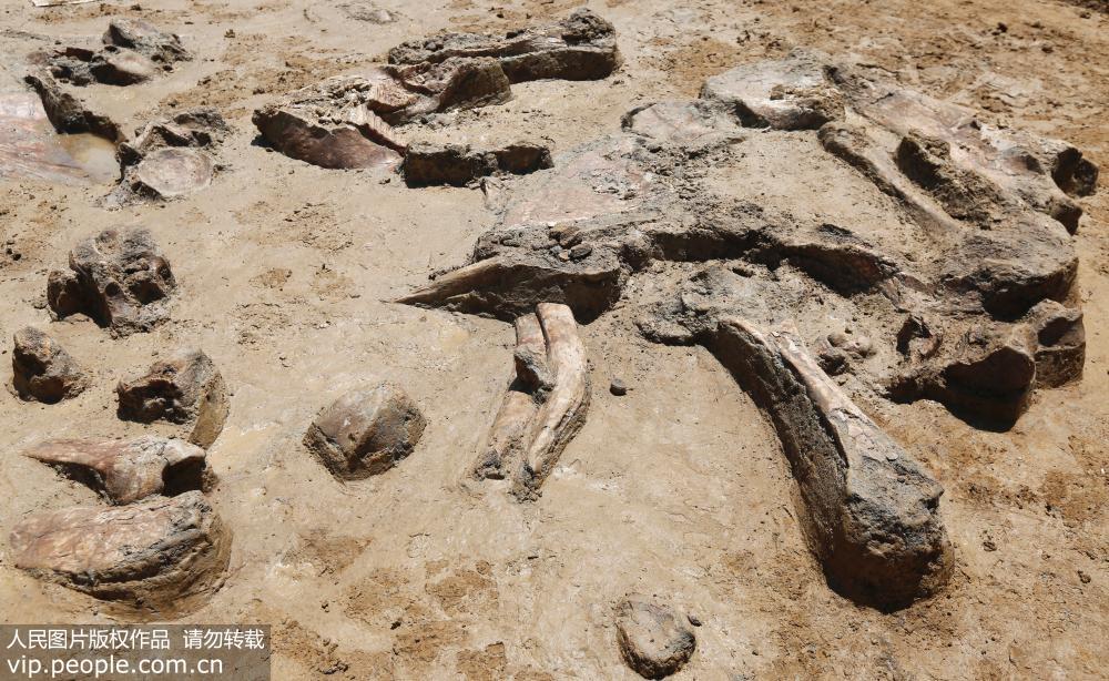 Fossils of ancient elephant discovered in eastern China