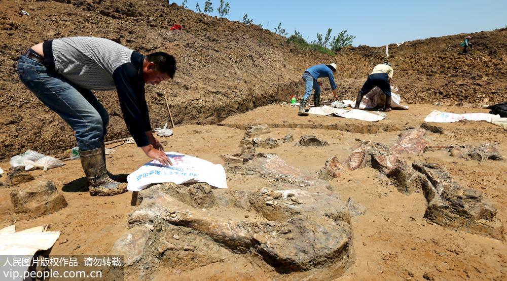 Fossils of ancient elephant discovered in eastern China