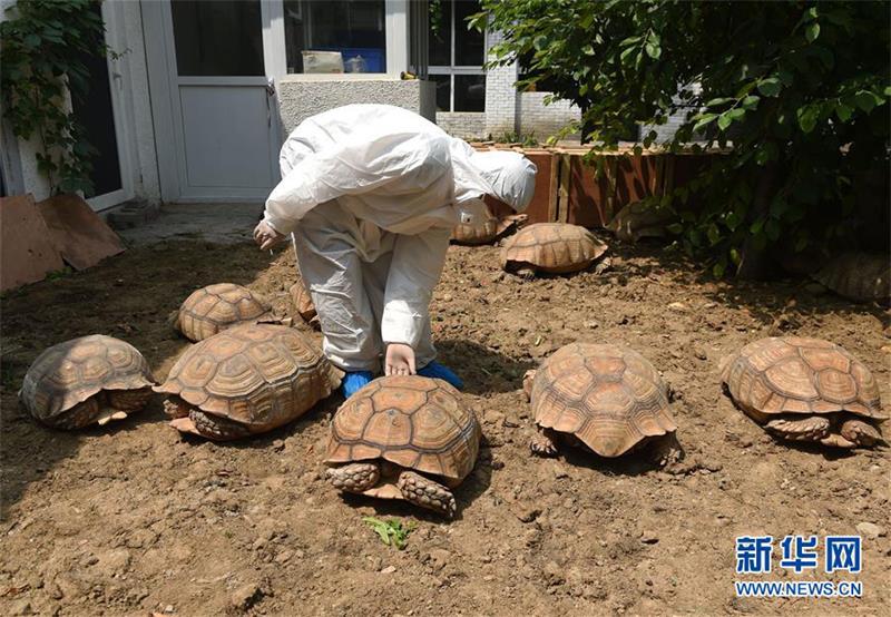 Sudanese Reptiles Imported to China for the First Time