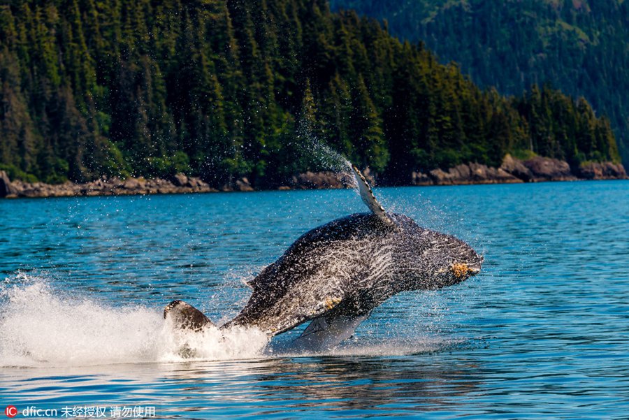 Amazing scene of 30-ton humpback whale leaping out of the sea