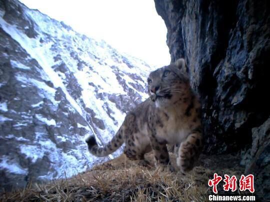 Extremely Rare: 20 Snow ?Leopard? Captured by Camera Traps in NW China
