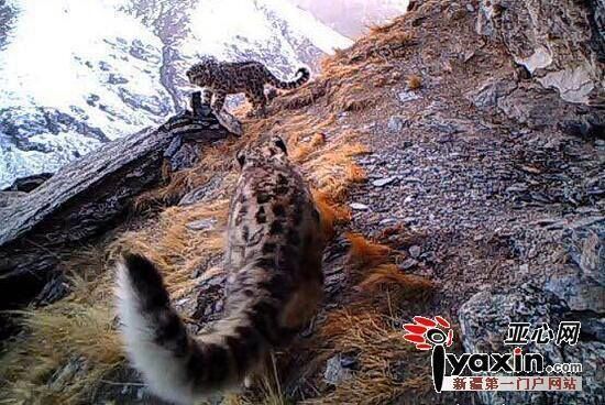 Extremely Rare: 20 Snow ?Leopard? Captured by Camera Traps in NW China