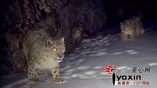 Extremely Rare: 20 Snow ?Leopard? Captured by Camera Traps in NW China