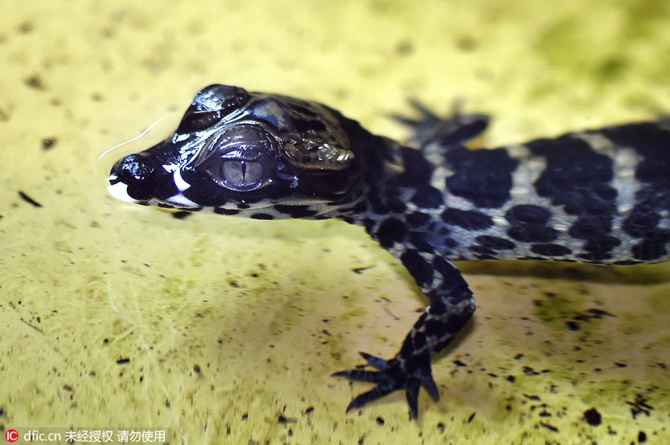 First baby dwarf crocodiles hatched in the U.K. in 18 years
