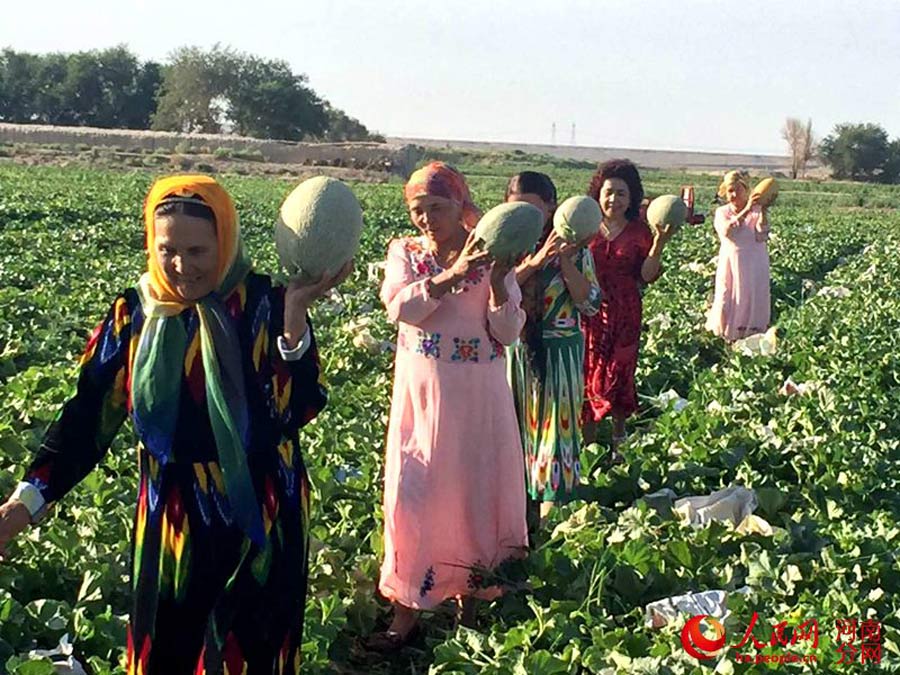 Special delivery! Hami melon straight from Xinjiang