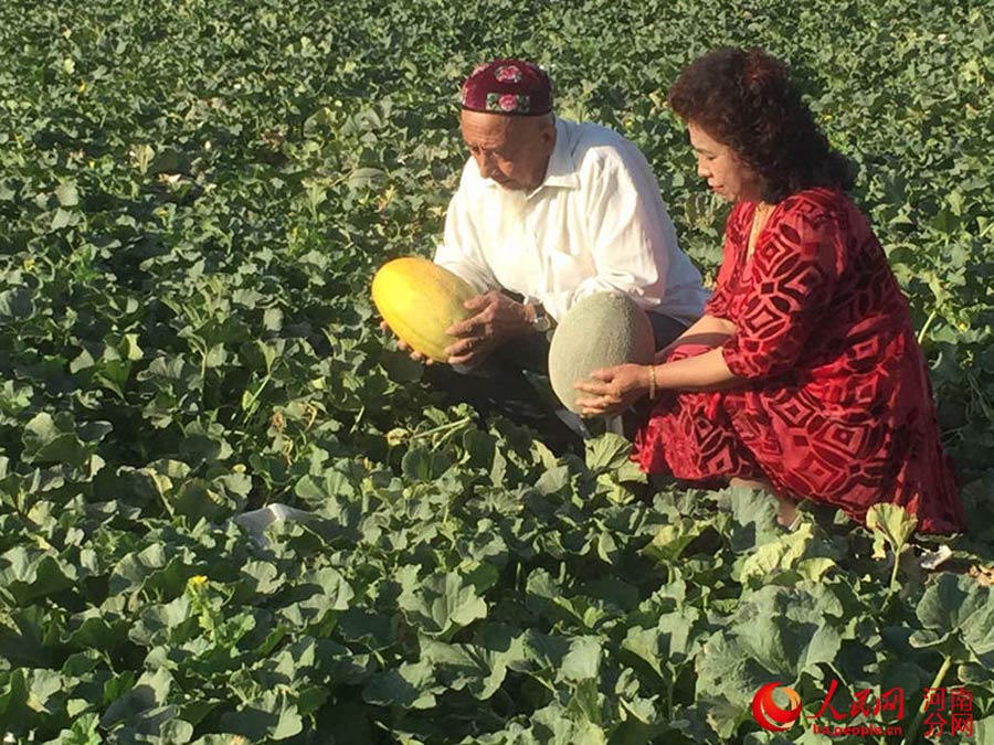 Special delivery! Hami melon straight from Xinjiang