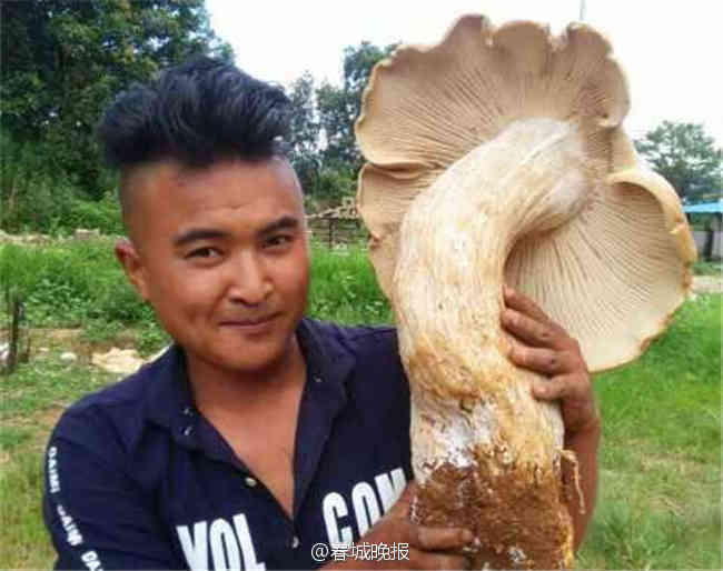 Giant wild funguses found in Yunnan