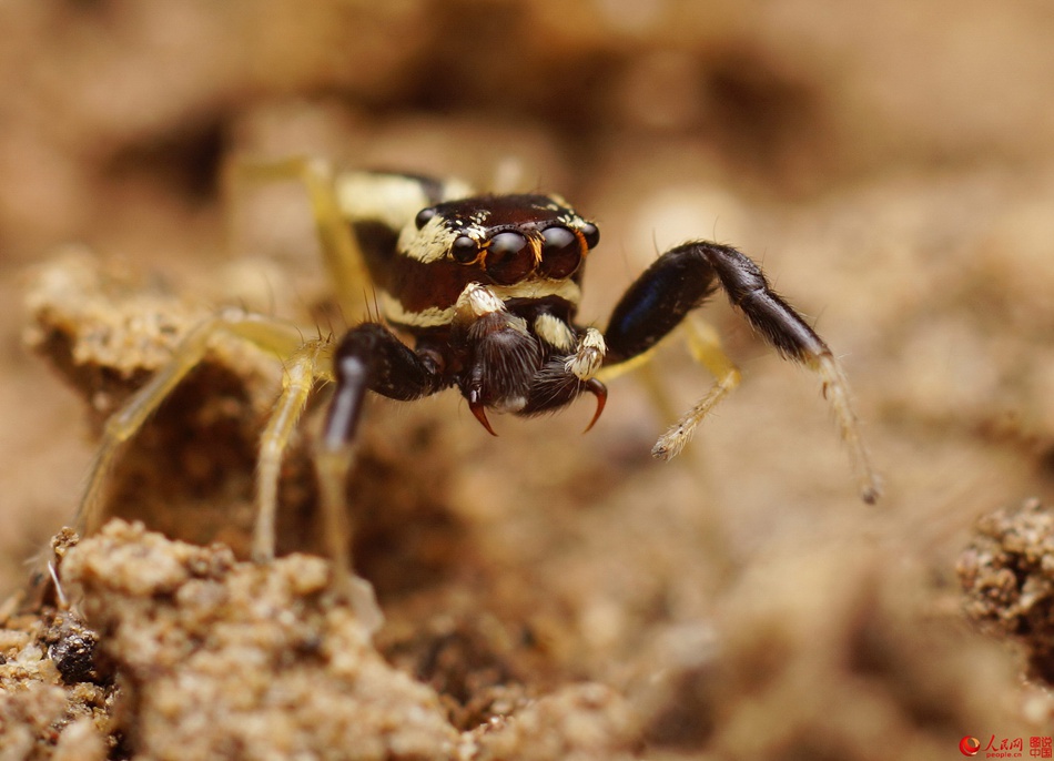 Insects under a micro lens