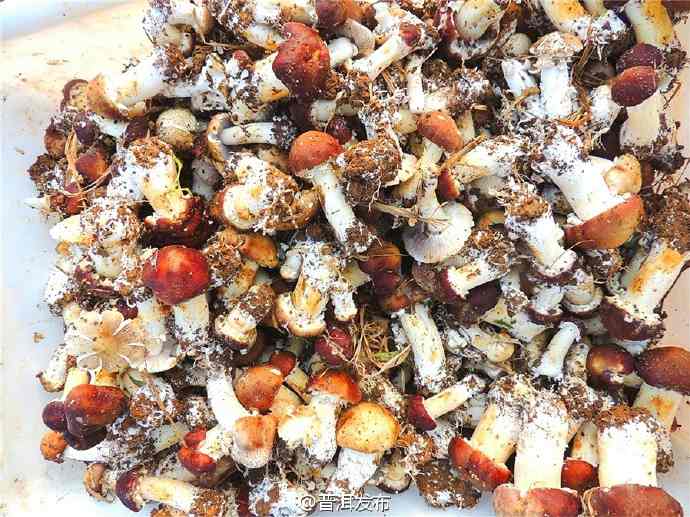 Ning’er Edible Mushrooms