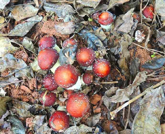 Ning’er Edible Mushrooms