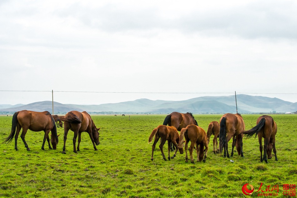 Breathtaking scenery of Hulun Buir grassland