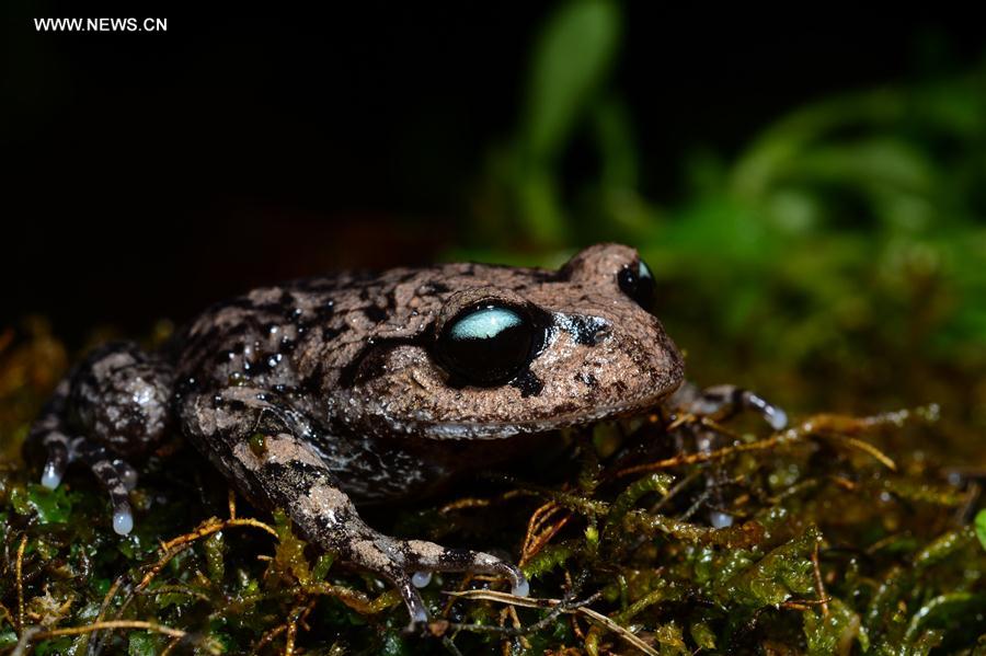 New amphibian species found in SW China