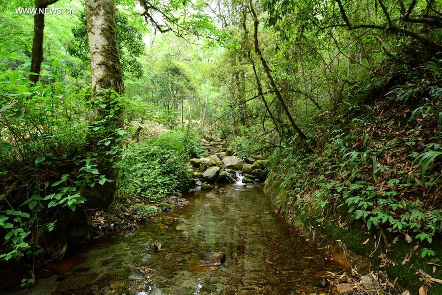 New amphibian species found in SW China