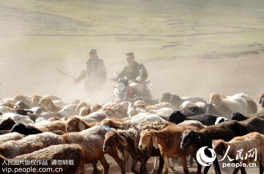 Kyrgyz herdsmen move livestock in preparation for change of season