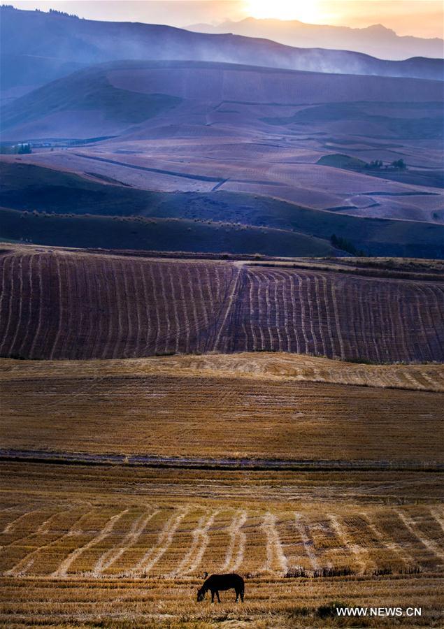 Photo taken on Sept. 30, 2016 shows the autumn scenery of a scenic spot in Qitai County of northwest China's Xinjiang Uygur Autonomous Region.