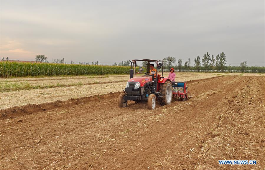 Farmers busy with autumn harvest in north China's Hebei
