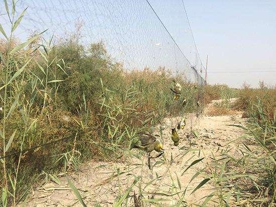 Volunteers save 3,000 illegally hunted birds in North China