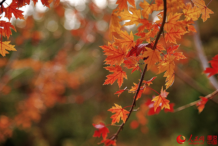Hengshan Temple in autumn