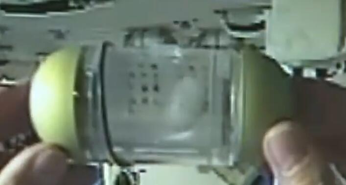 Experimental silkworms on Tiangong-2 begin spinning cocoons