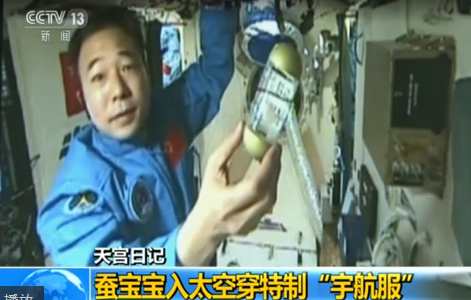 Experimental silkworms on Tiangong-2 begin spinning cocoons