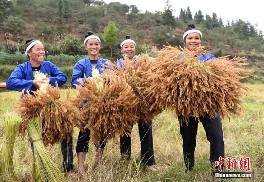 Dong ethnic minority women celebrate harvest in Guangxi 