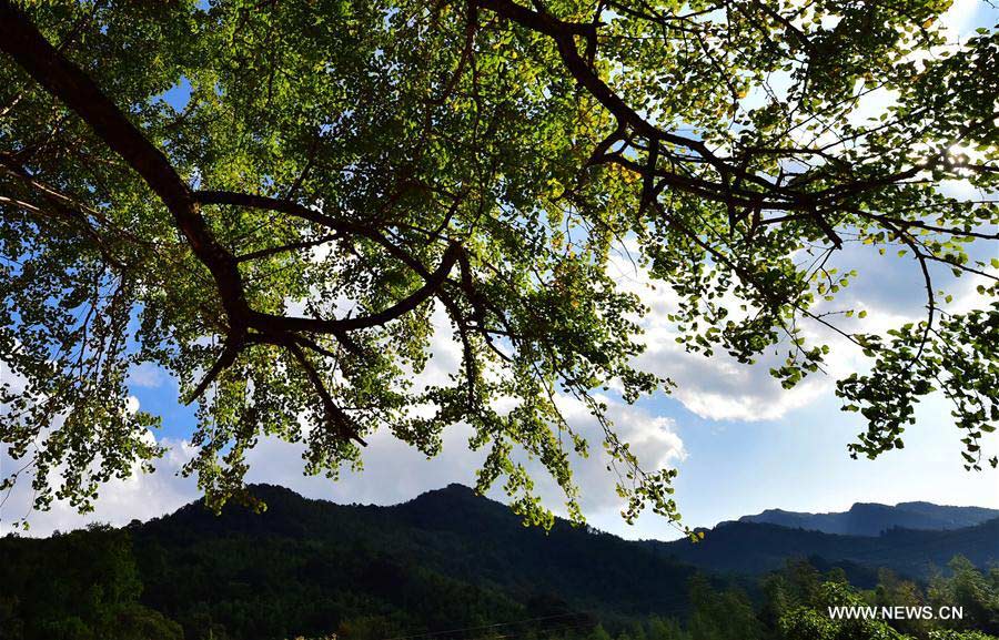 CHINA-FUJIAN-SHUNCHANG-AUTUMN SCENERY (CN)