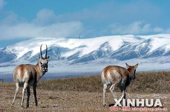 China to establish up to 50 new nature reserves in next 5 years