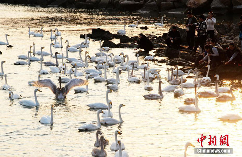 Swans migrate to Shandong province for winter