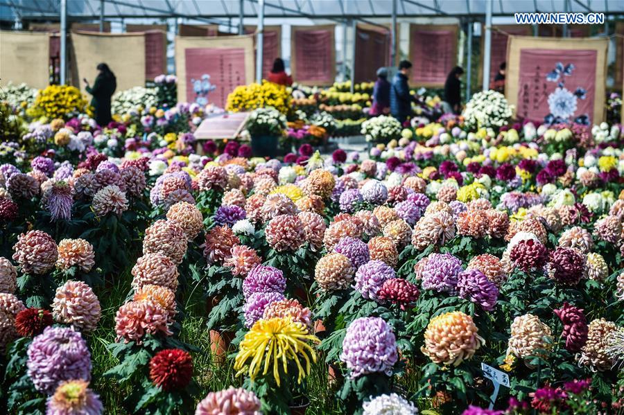 CHINA-ZHEJIANG-CHRYSANTHEMUM EXHIBITION(CN) 