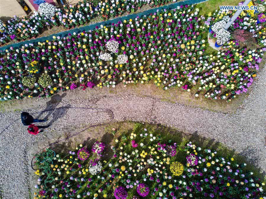 CHINA-ZHEJIANG-CHRYSANTHEMUM EXHIBITION(CN) 
