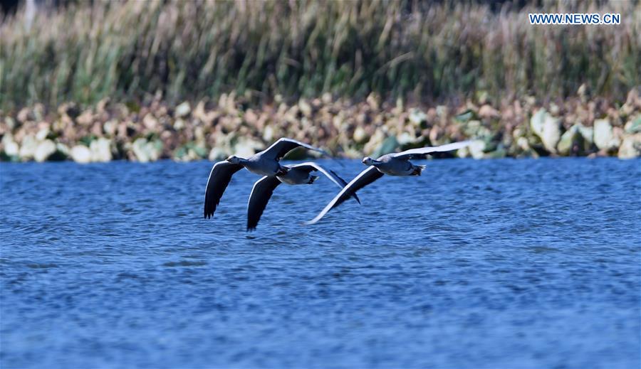 CHINA-YUNNAN-PUZHEHEI WETLAND PARK (CN)