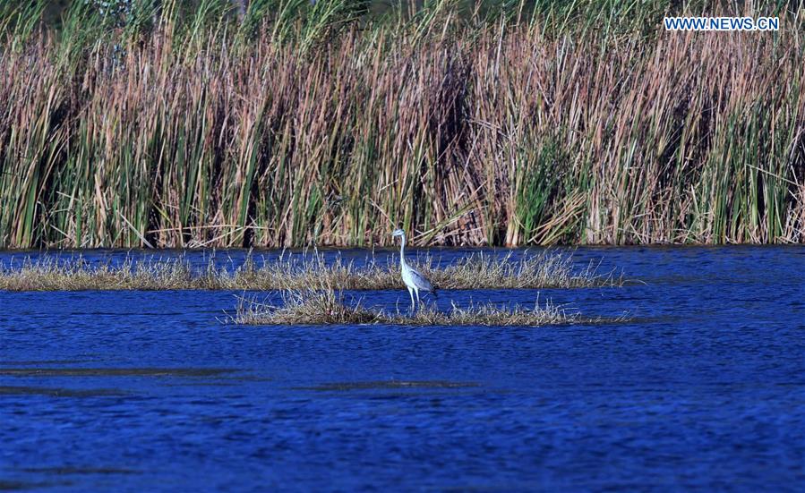 CHINA-YUNNAN-PUZHEHEI WETLAND PARK (CN)