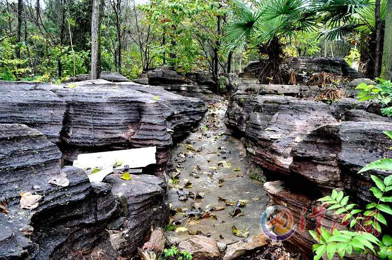 Bizarre stone forest