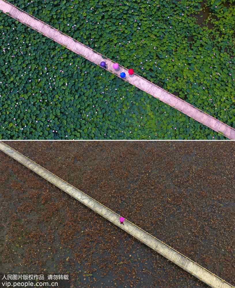 Aerial view of Shandong wetland park