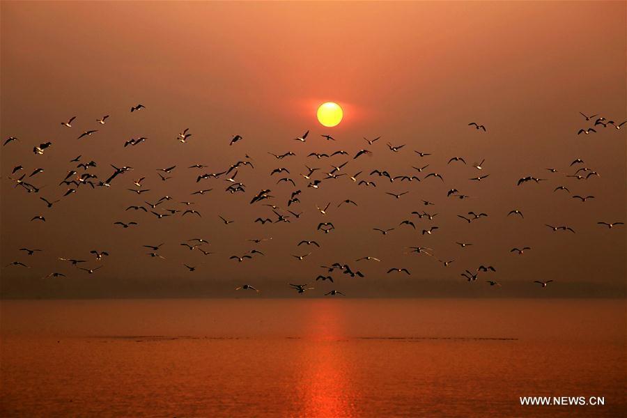 CHINA-HEBEI-CIXIAN COUNTY-MIGRANT BIRDS (CN)